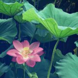内なる庭に花を咲かせる、これからの女性の自立