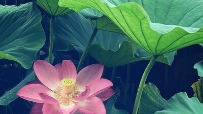 内なる庭に花を咲かせる、これからの女性の自立